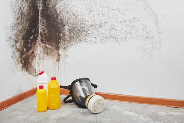 Best Industrial Mold Remediation in Alexandria, VA