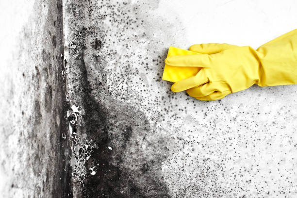 Alexandria, VA Mold Remediation Company