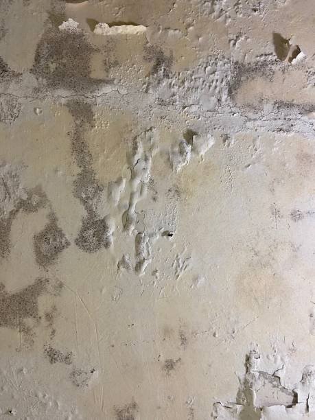 Best Crawl Space Mold Remediation in Alexandria, VA