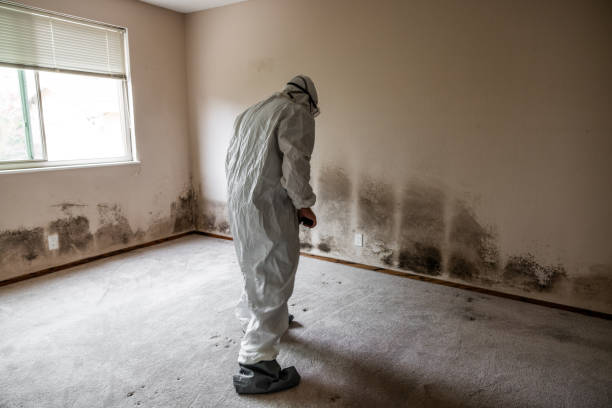 Best Mold Testing and Inspection Services in Alexandria, VA