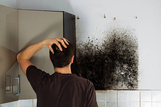  Alexandria, VA Mold Removal Pros