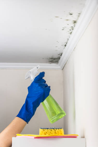 Best Basement Mold Remediation in Alexandria, VA