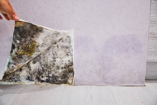 Best DIY Mold Remediation Support Services in Alexandria, VA